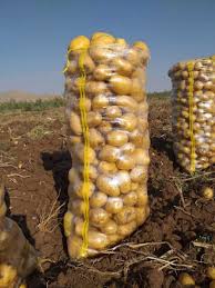سیب زمینی فراهان عمده